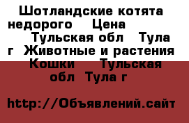 Шотландские котята недорого  › Цена ­ 1500-2000 - Тульская обл., Тула г. Животные и растения » Кошки   . Тульская обл.,Тула г.